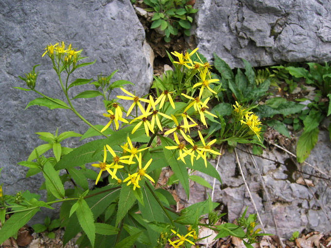 Senecio ovatus (G. Gaertn. & Al.) Willd.